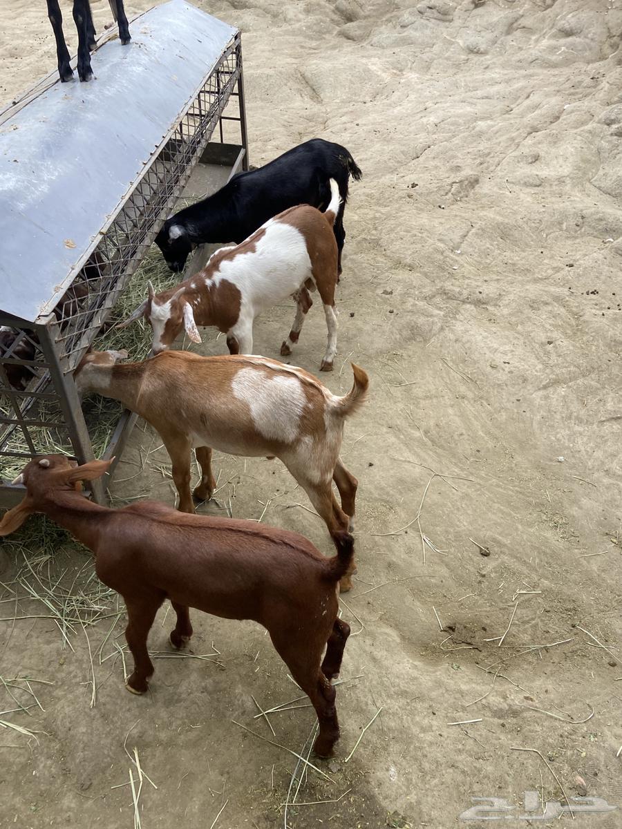 Tios for sale64515695565699112