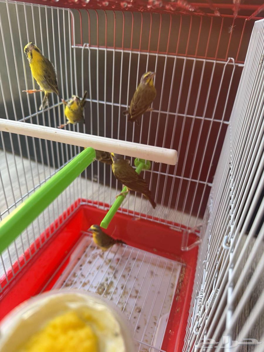 Three pairs of African Mozambique jasmine ((Sold))64513105548290113