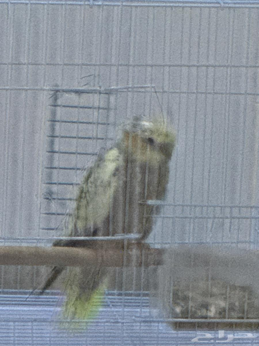 كناري له عندي 4 اشهر الصحه ممتازه ارغب في البيع بسبب النقل64514182904449112