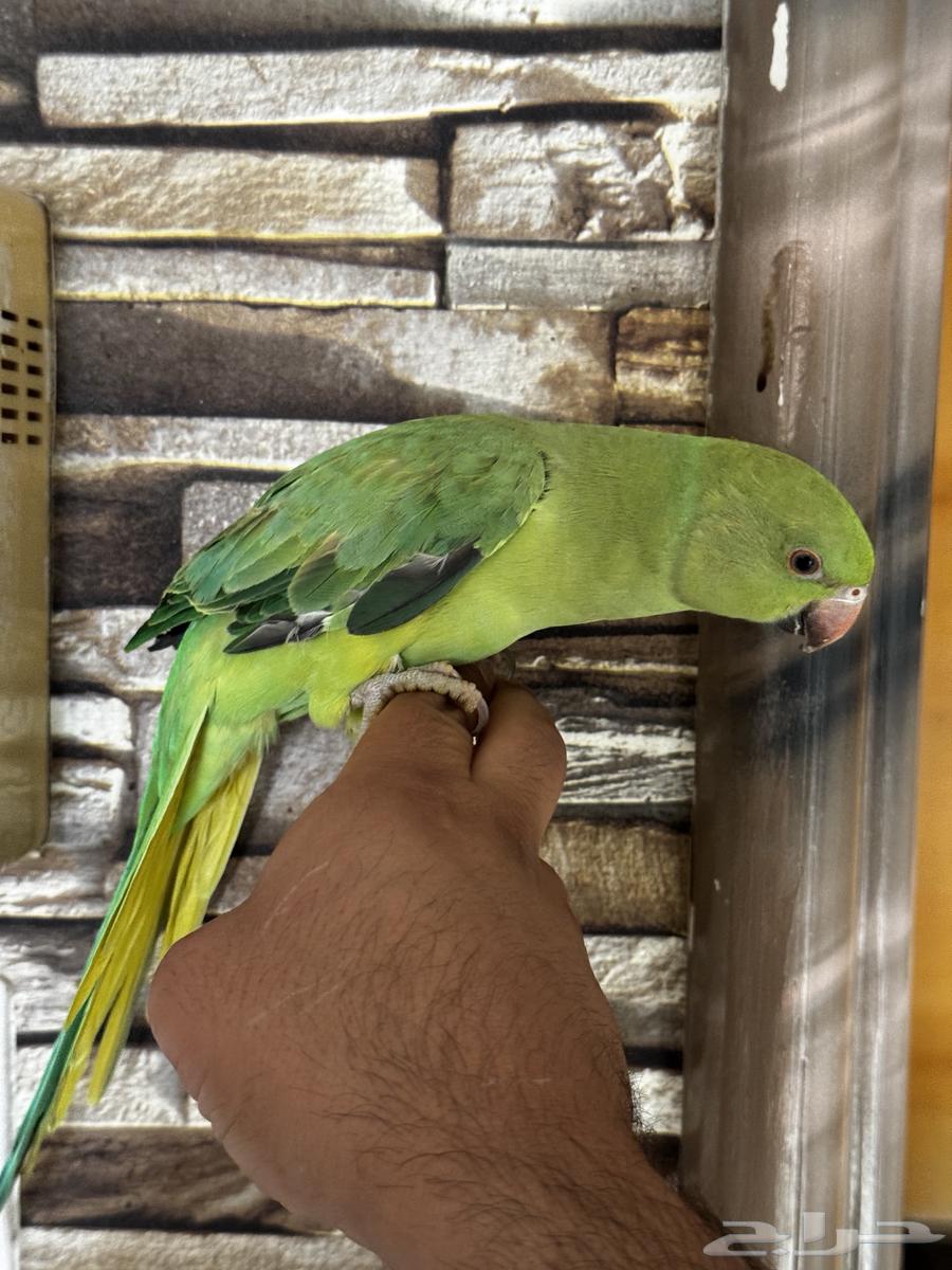 ببغاء دره اليف64515053134211113