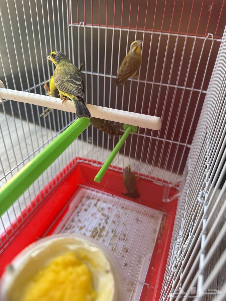 Three pairs of African Mozambique jasmine ((Sold))64513105548290111