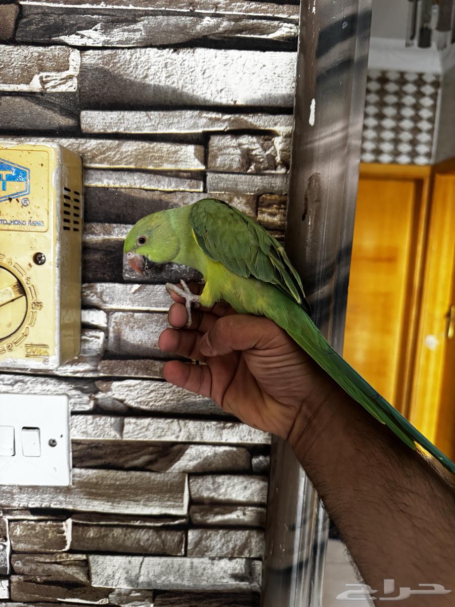 ببغاء دره اليف64515053134211114