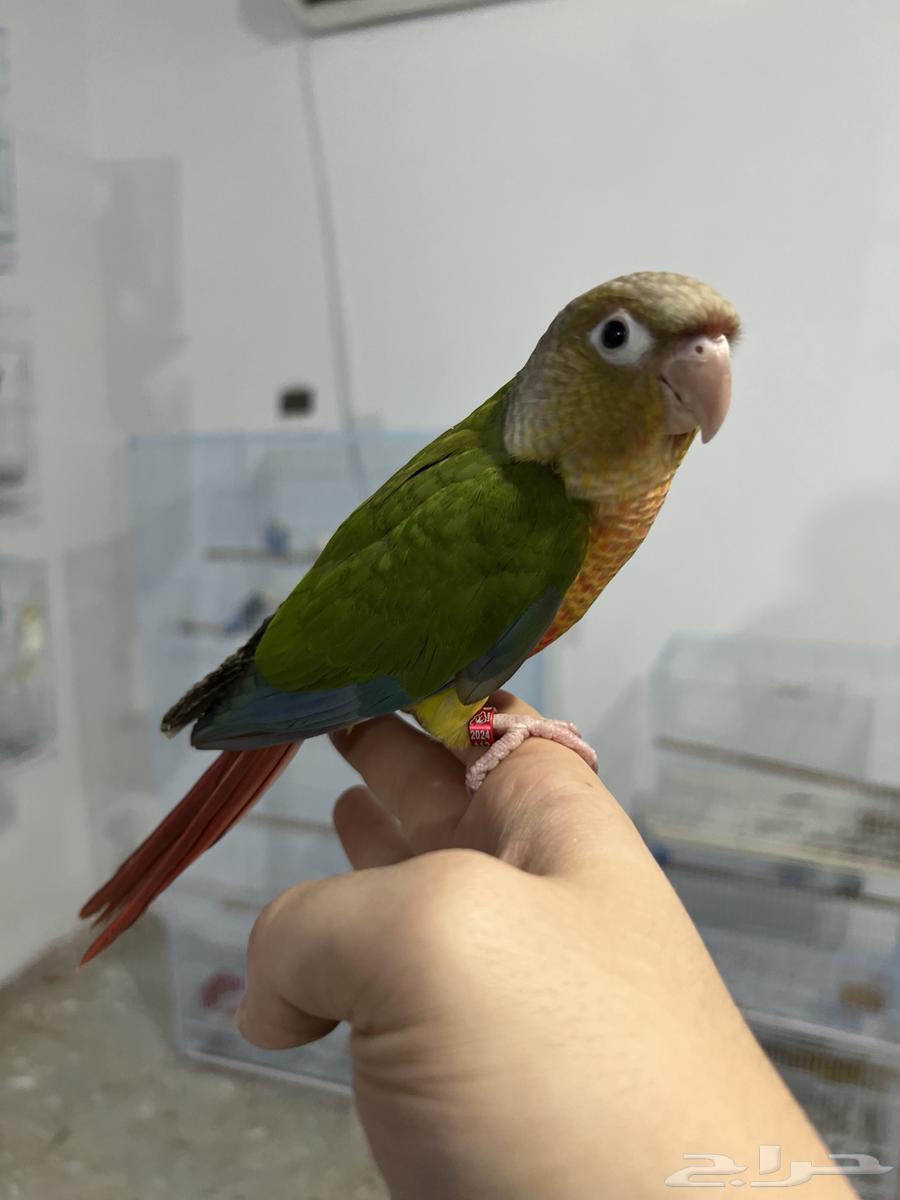 كنيور اليف وهدد-تم البيع64511015267073113