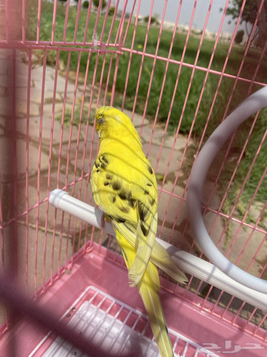 طيور حب للبيع64513258362115111