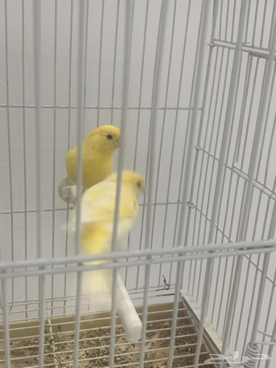 جوز كناري سوري64516211871875112