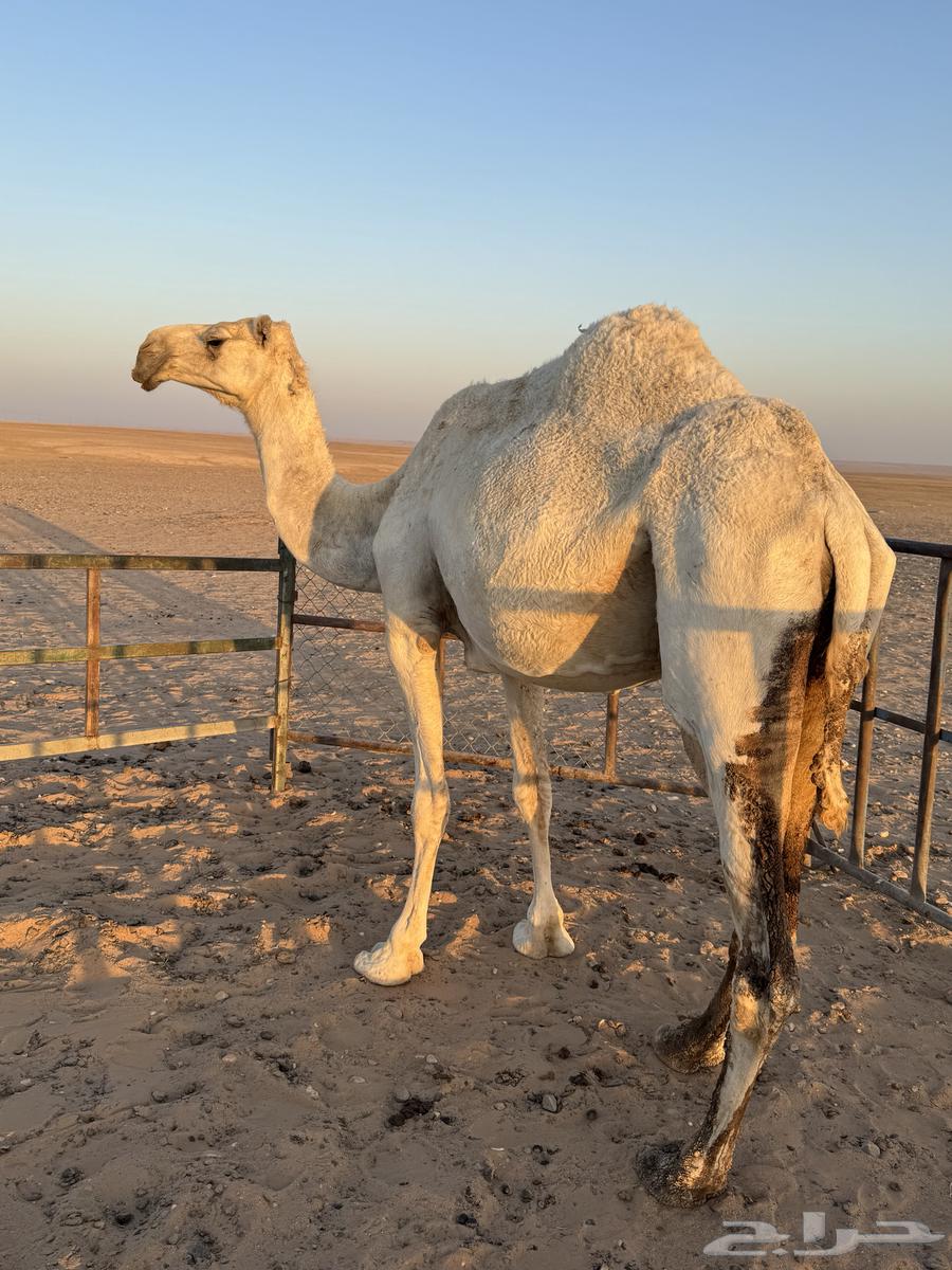 ناقه وضحا للبيع64517248427138110