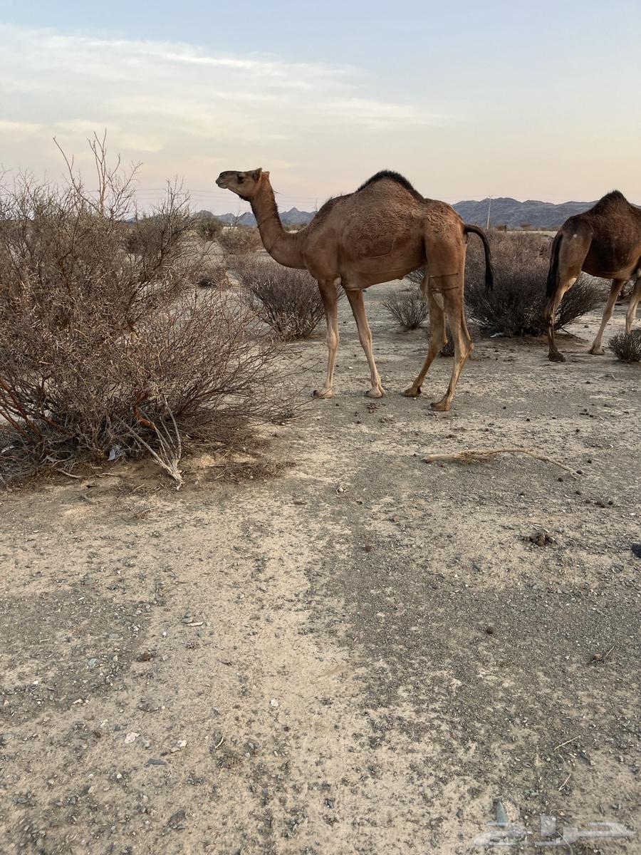 للبيع بكره64517348035202112