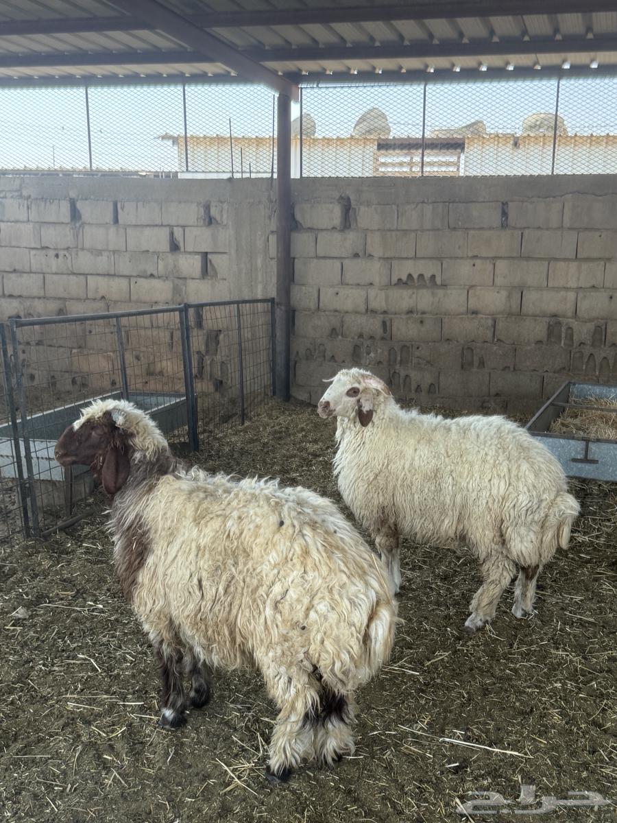 للبيع خرفان نعيم ظهورها فل64514706350083112