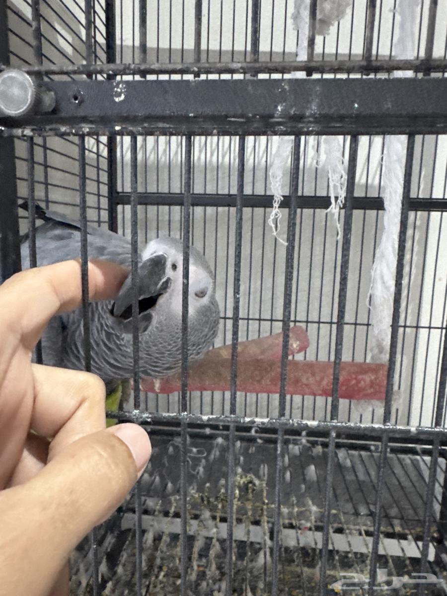 Cassco64515514679553111