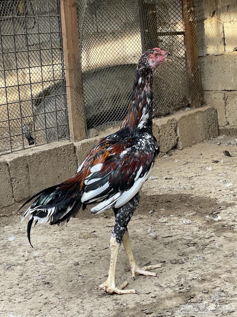 للبيع ديوك سندي64518479671298114