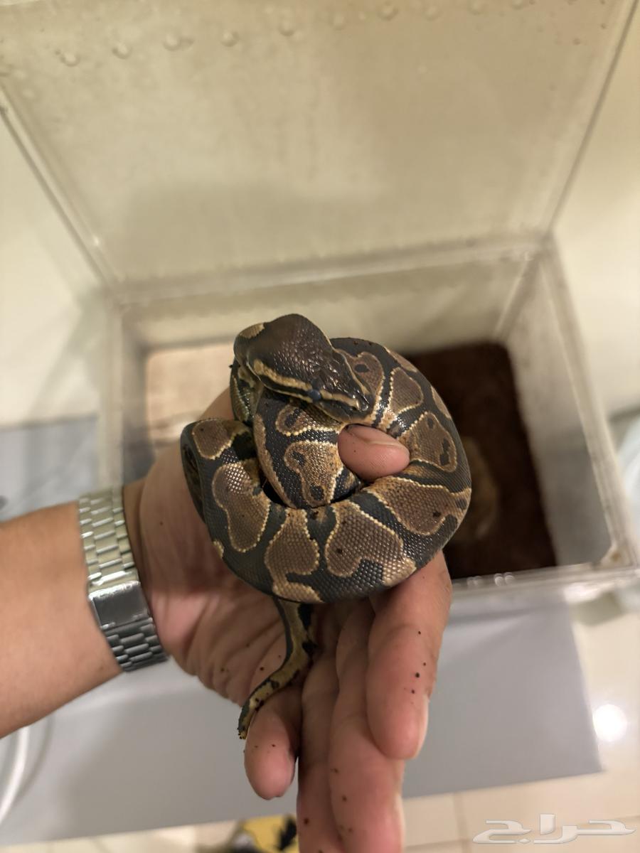 For sale python (ball python) with cage and heat mat64517747381633111