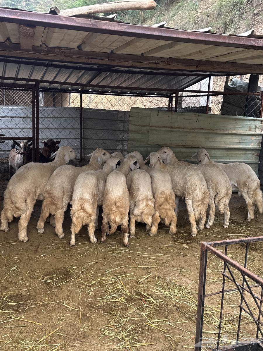 طليان رخال غنم ظان64517648559363110