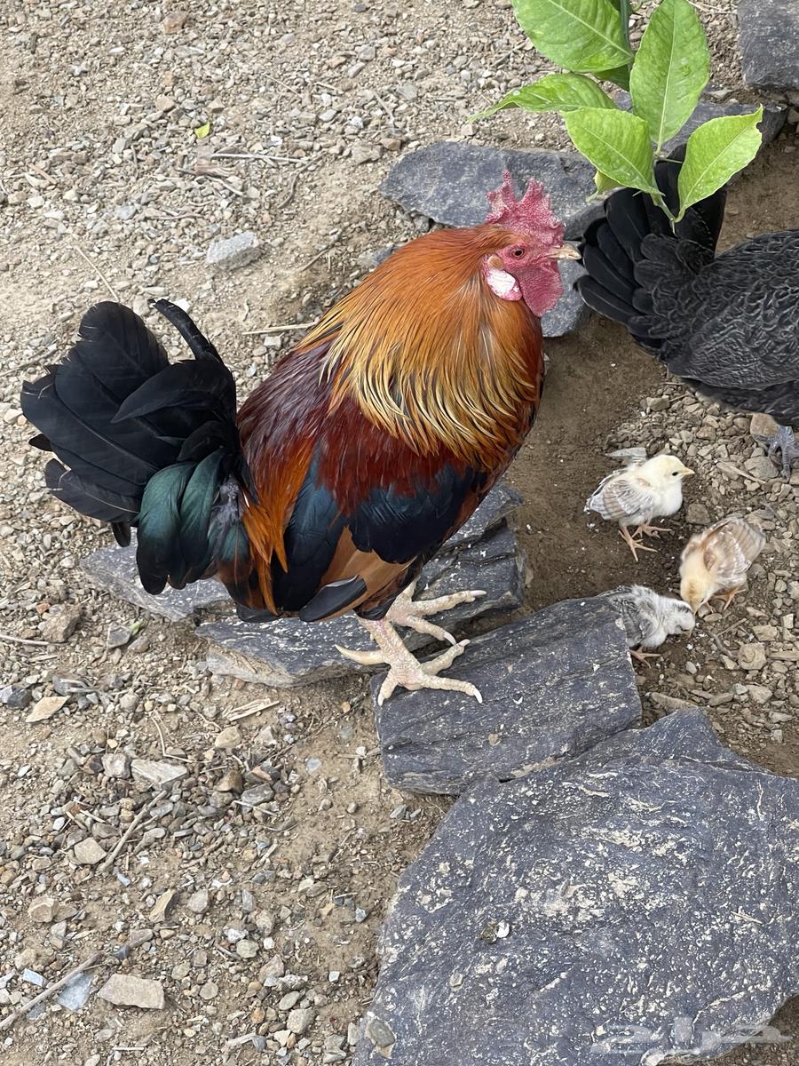 دجاج للبيع64515304987138111