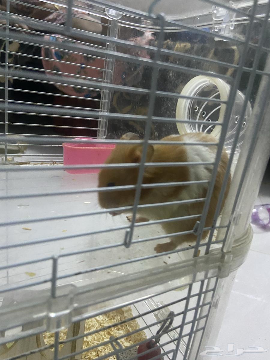 همتارو منهم خمسه للبيع علا السوم64516978434689111