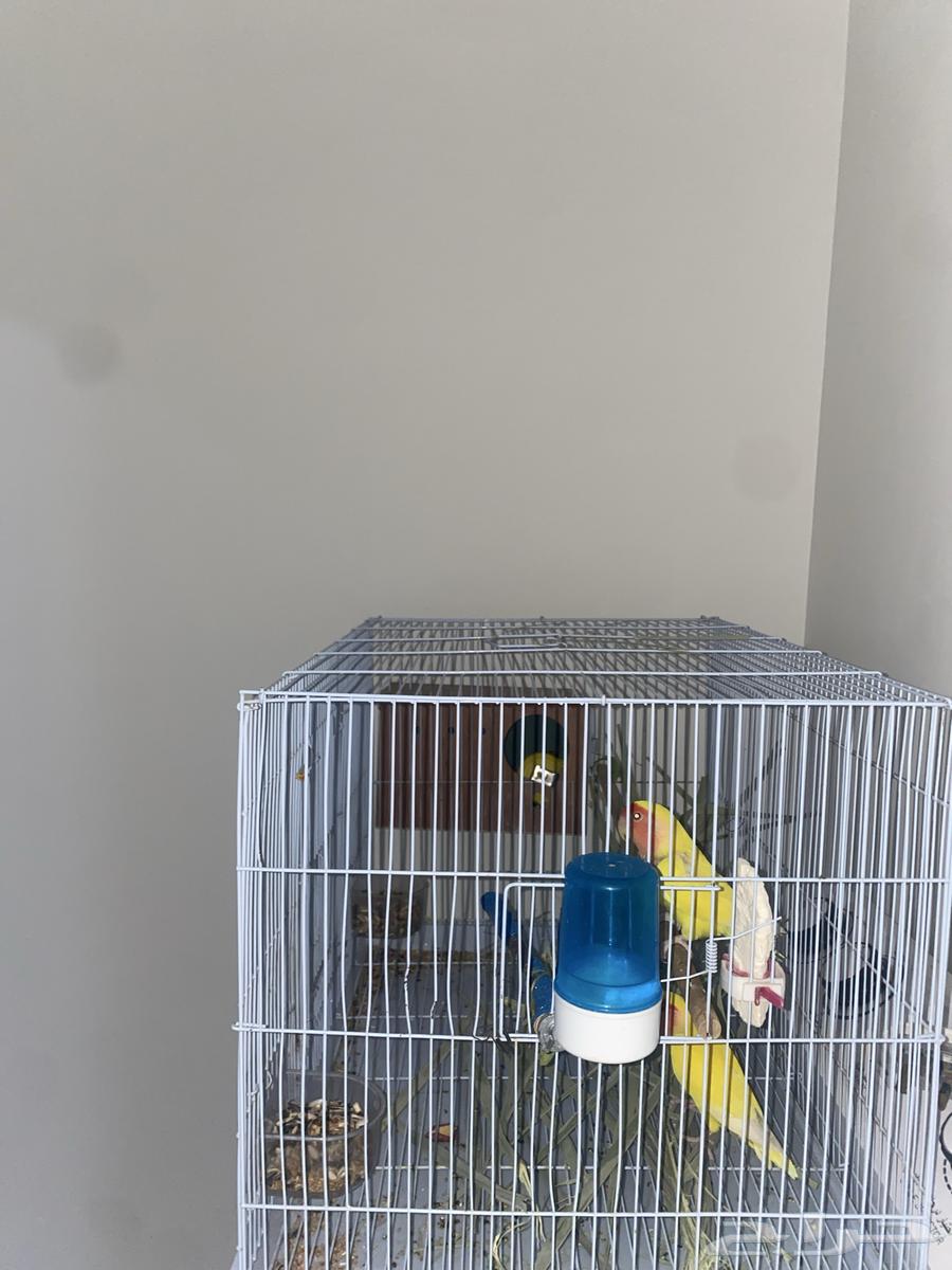 زوج روز لاتينو جاهز للأنتاج64515234902785111