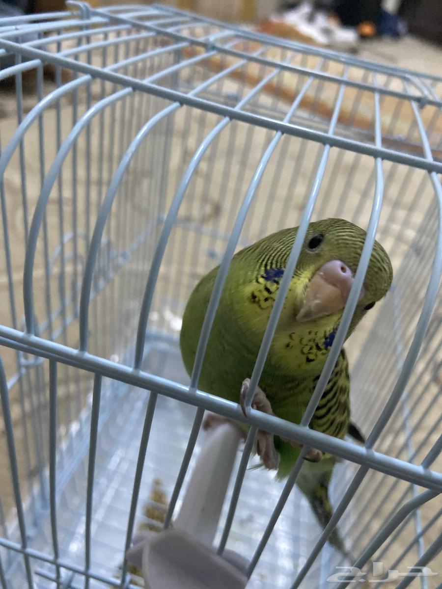 طير بادجي (اليف)64516141725314110