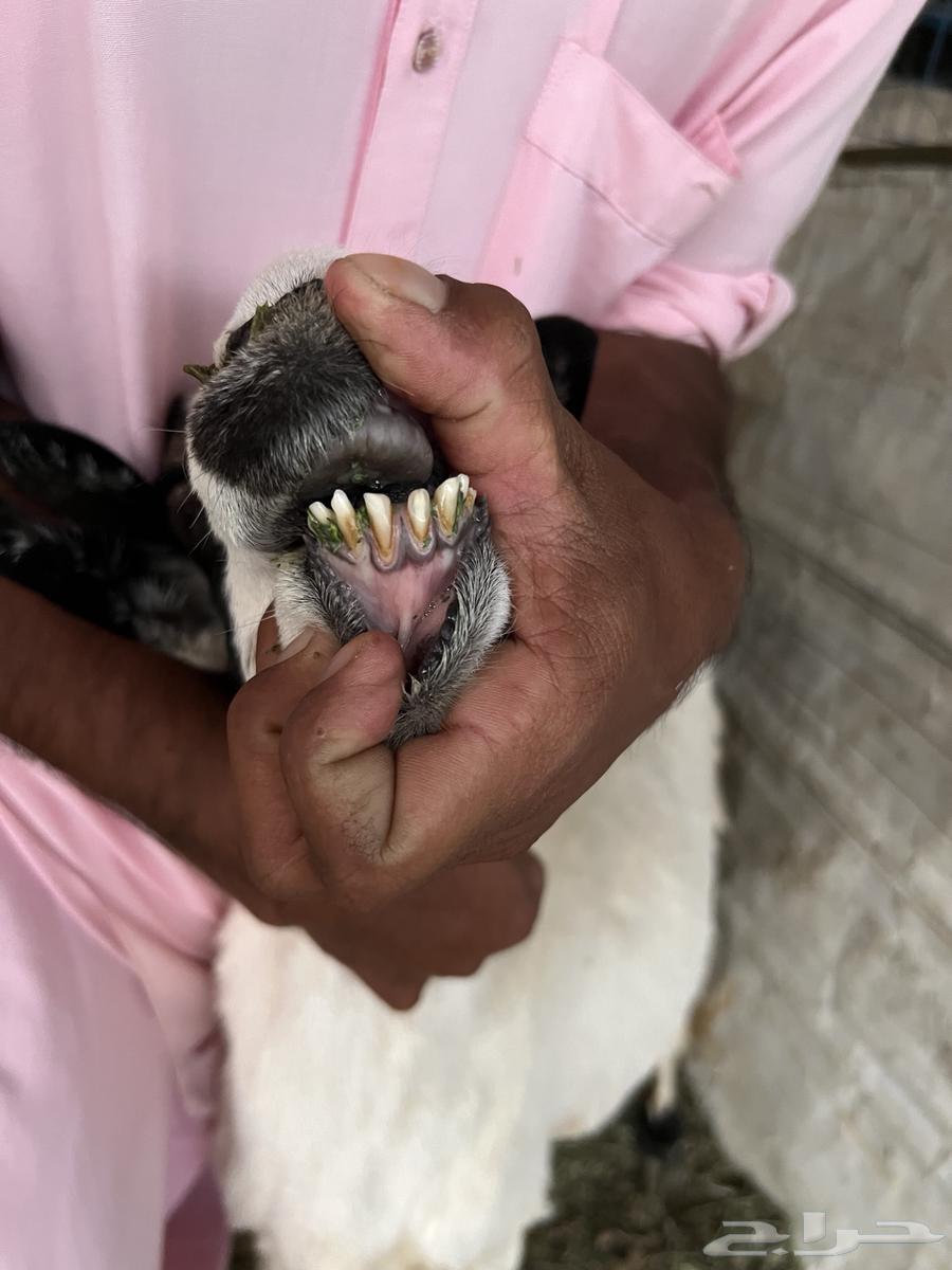 شاه خلفه للبيع64517420682753113