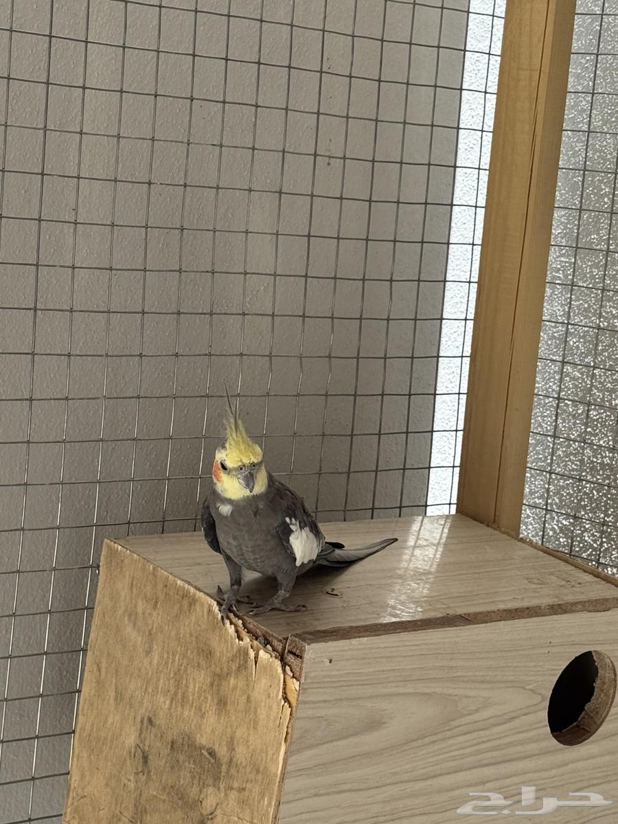 Crowan Birds Condition64515709590913110