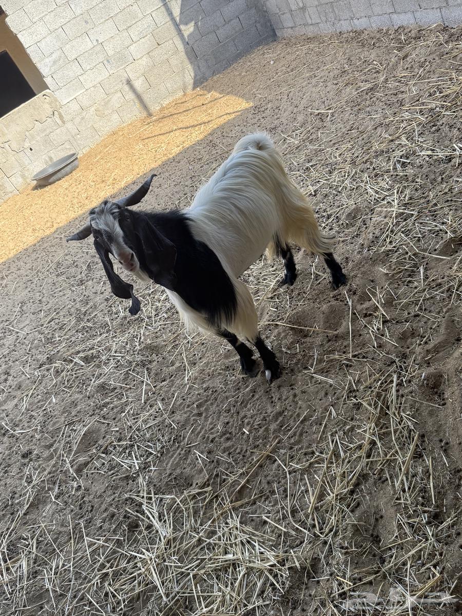 Male goat, stud, occasional64512566748163112