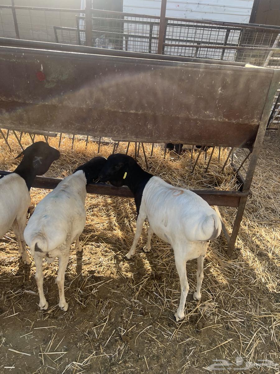 برابر جذعان64516801971971113