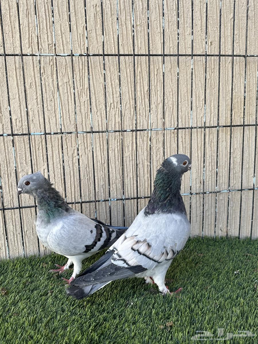 حمام بوز جوز منتج وايت بار. للبيع64514734028290110