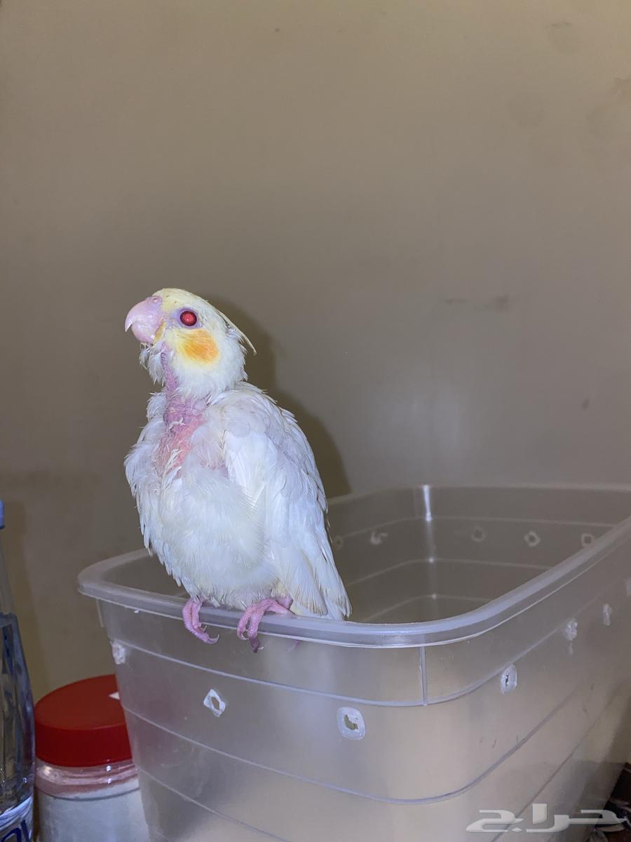 كروان اليف هدد64511815333634112