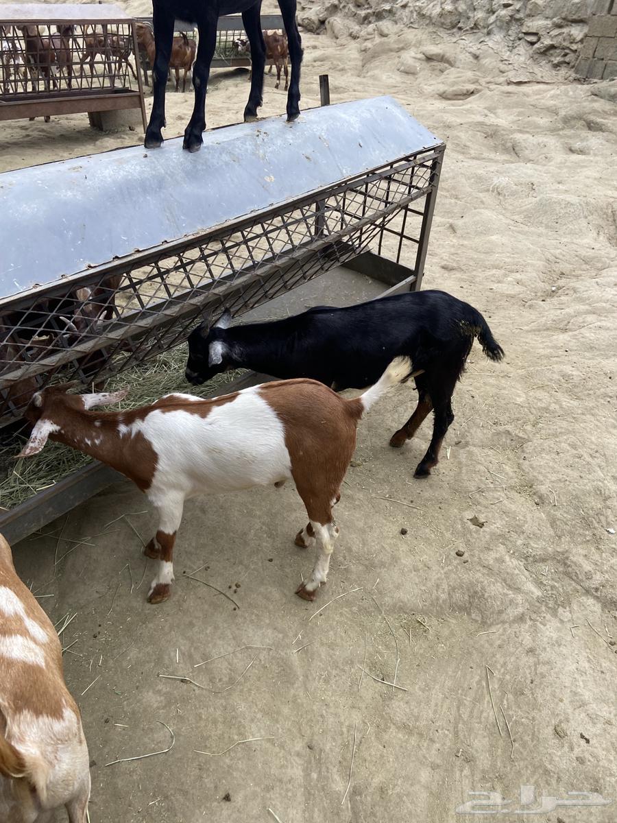 Tios for sale64515695565699114