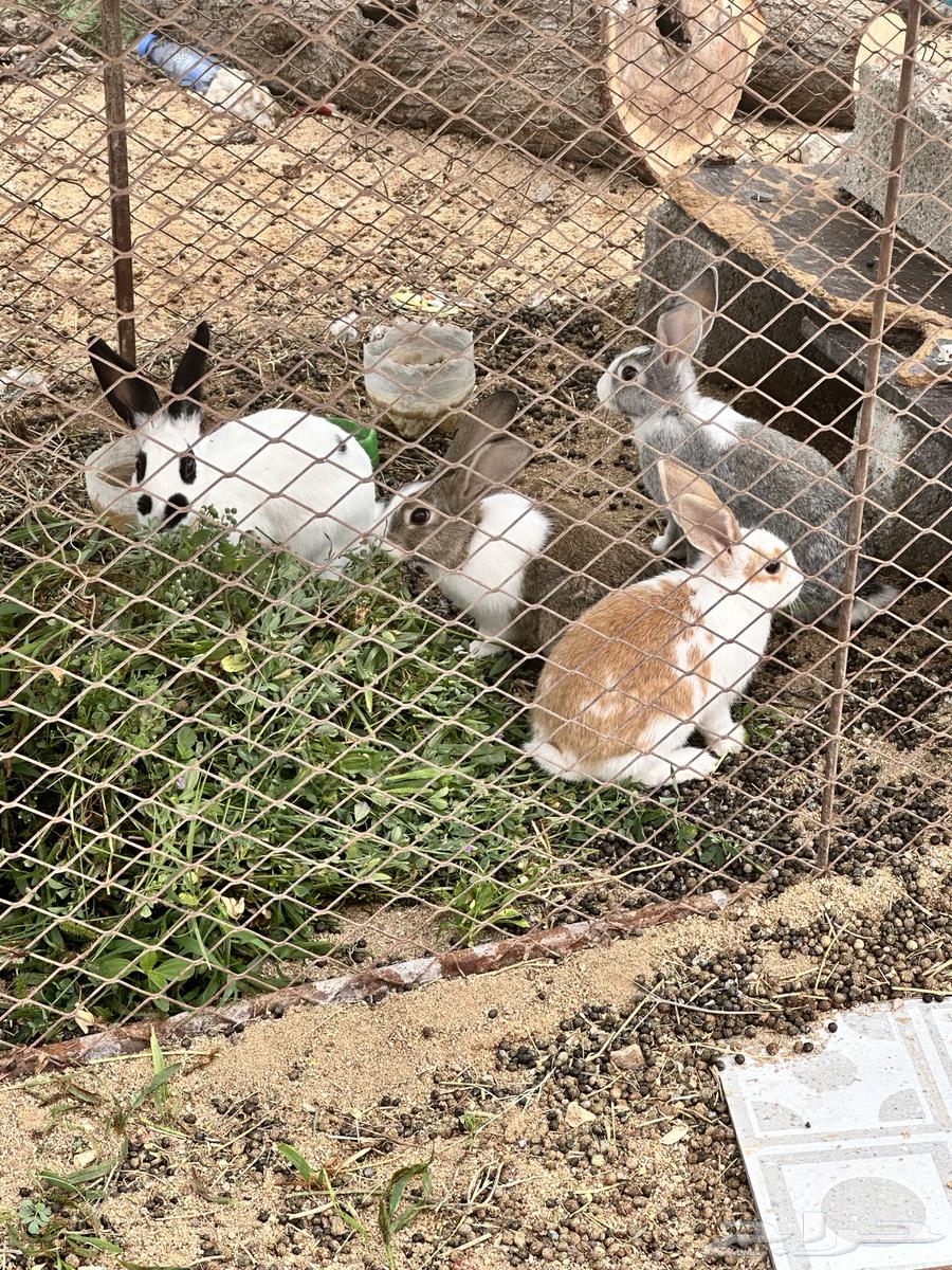 ارانب للبيع64514610491137114