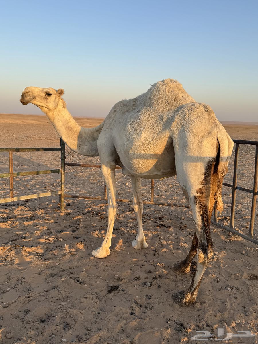 ناقه وضحا للبيع64517248427138113