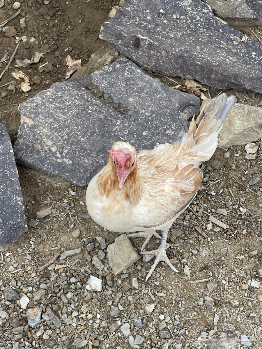 دجاج للبيع64515304987138113