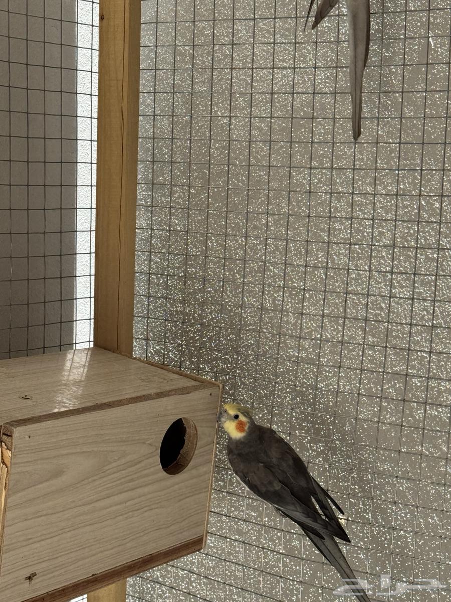 Crowan Birds Condition64515709590913114