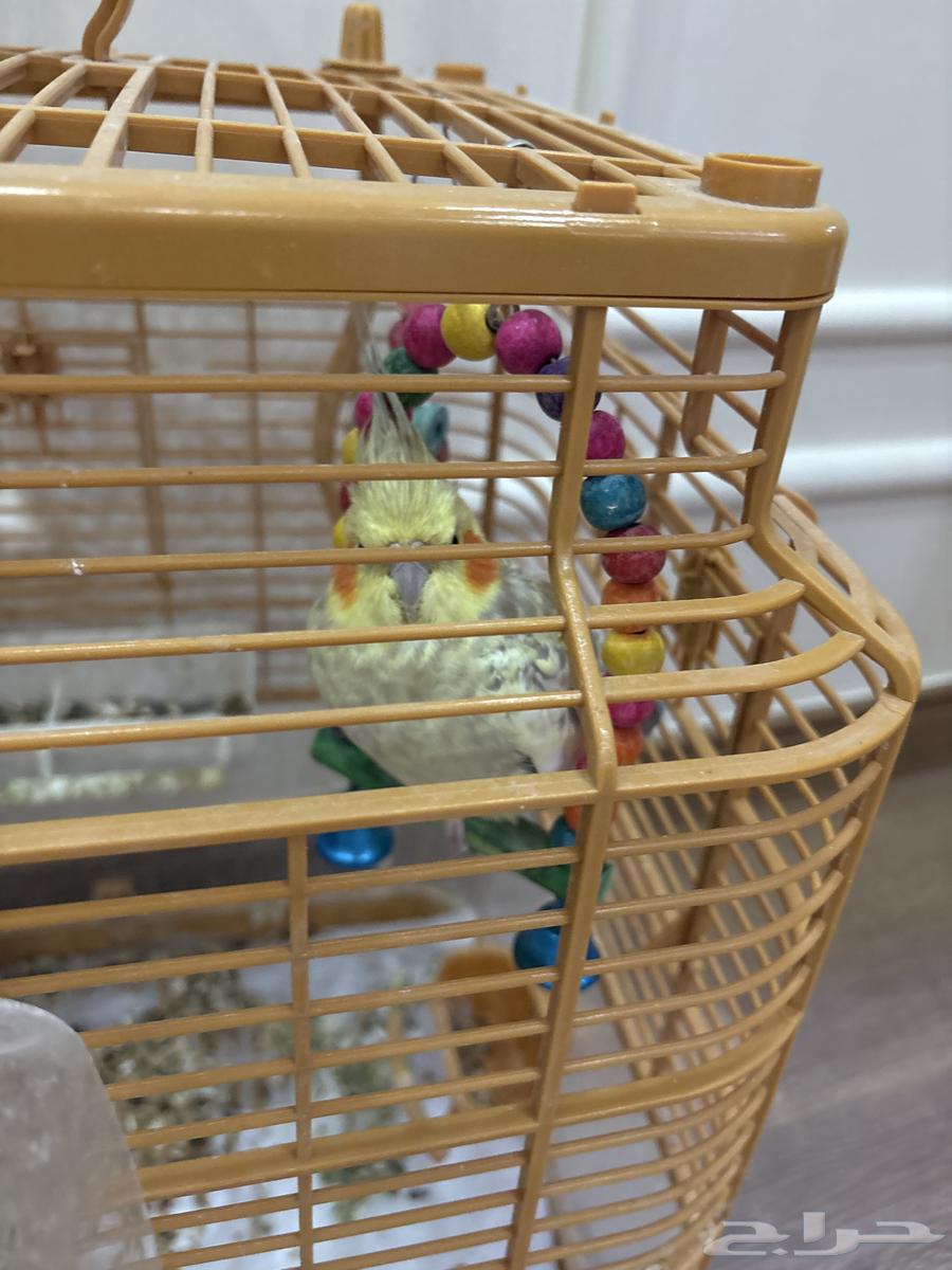 أنثى كروان للبيع مع قفص من أمازون64516296806403111