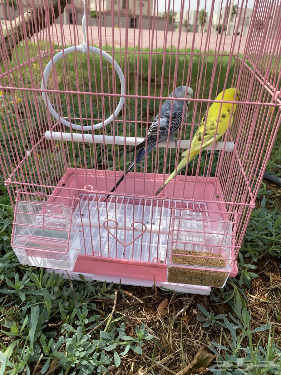 طيور حب للبيع64513258362115112