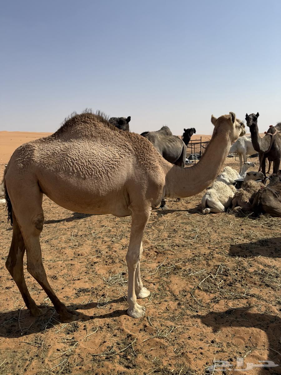 بكره عمرها تقريبا سنتين طيبه وسليمه من جميع الأمراض64513527400834112