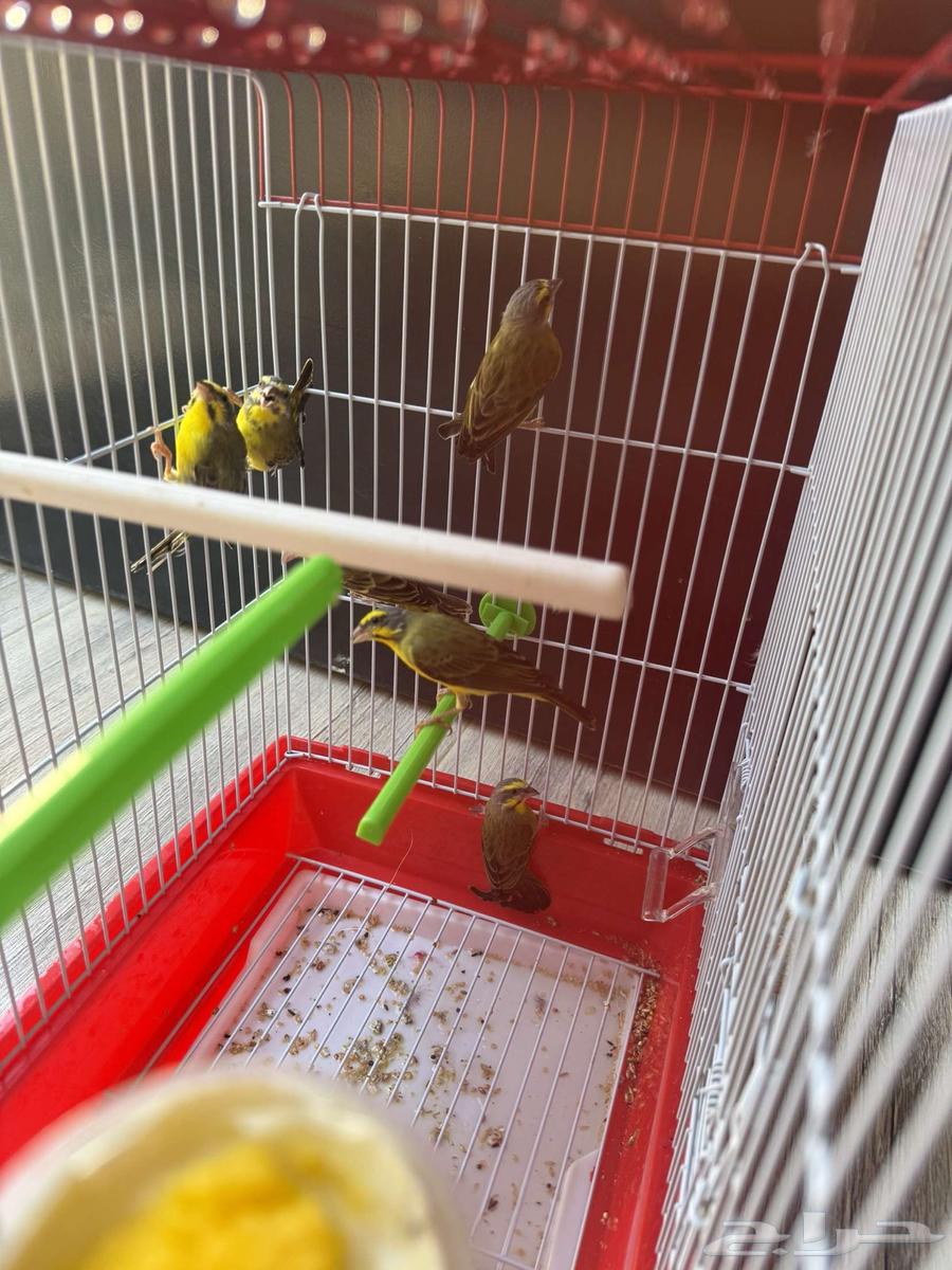 Three pairs of African Mozambique jasmine ((Sold))64513105548290112