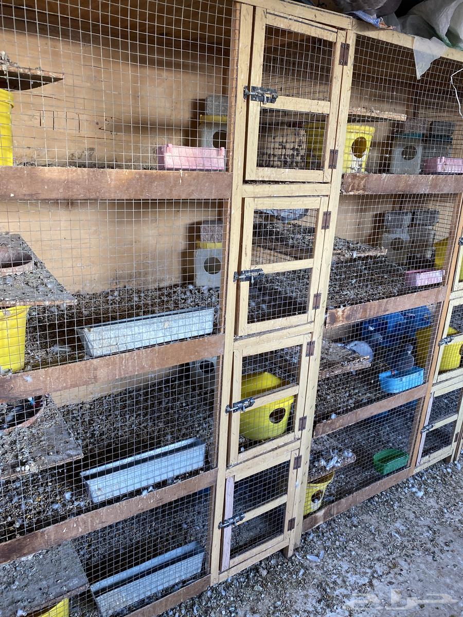 خانه طيور حمام مستعمل تقريبا سنتين64515500837379111