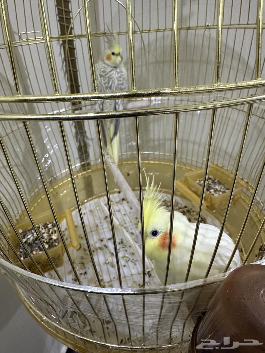 طيور كروان للبيع64514844956034110