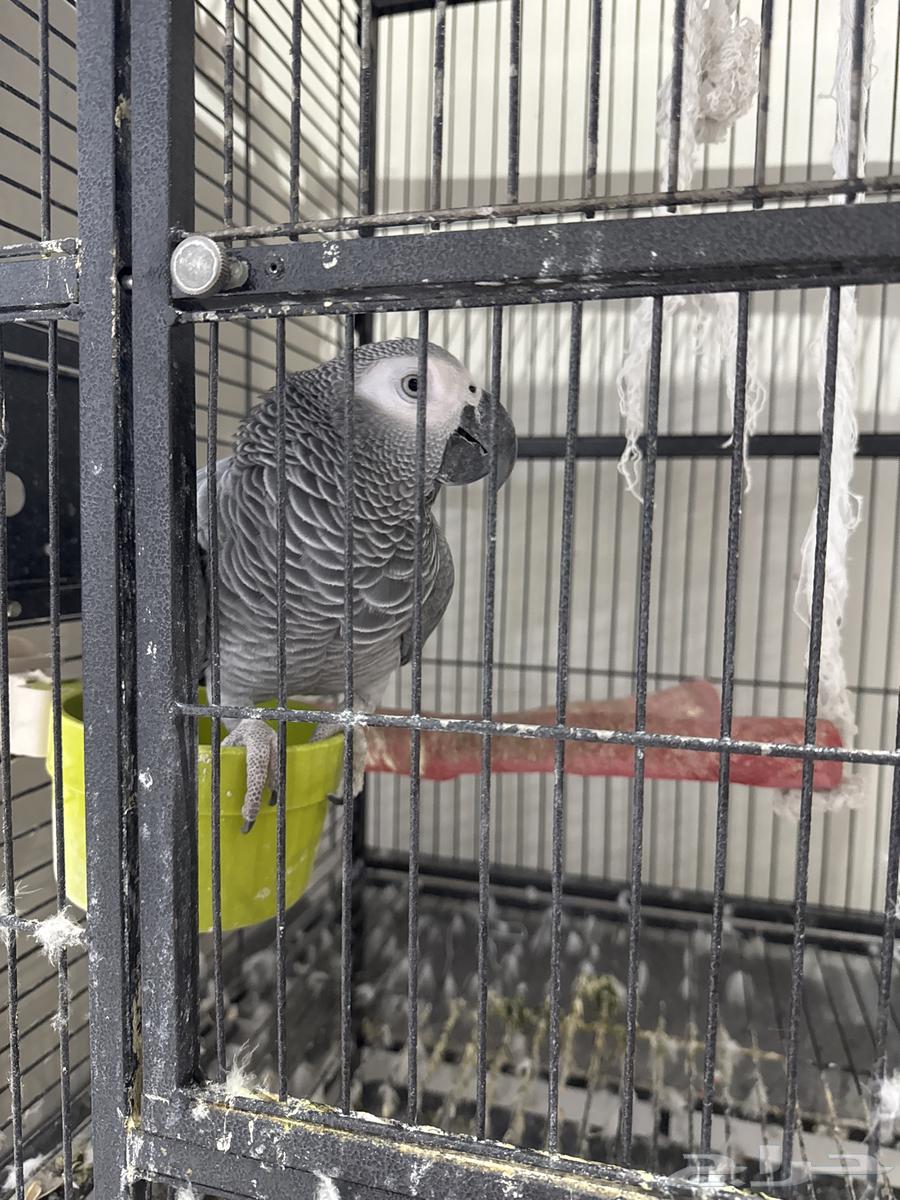 Cassco64515514679553110