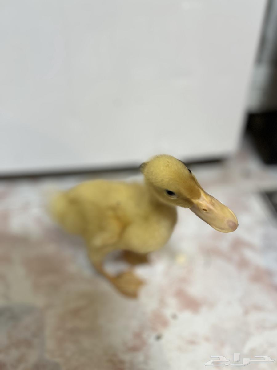 للبيع بط بكيني64512860196227110