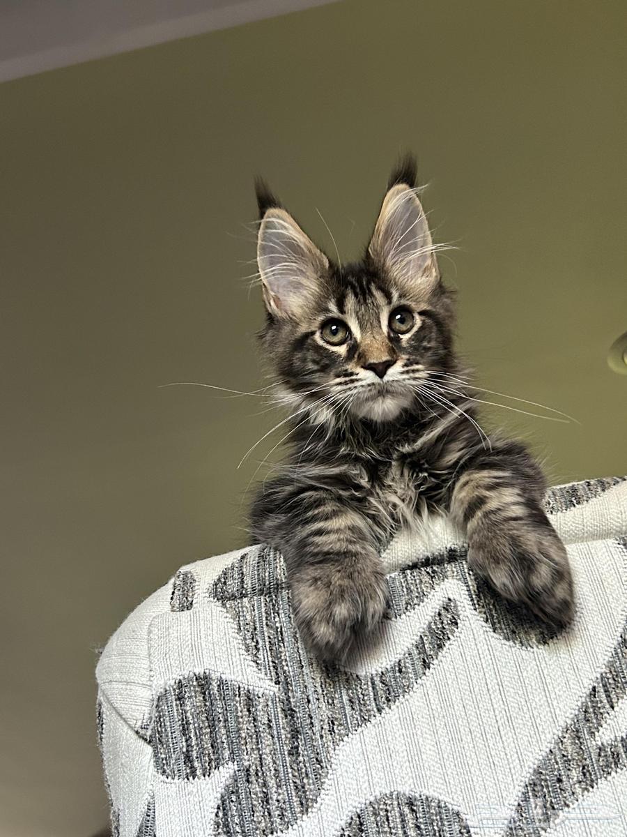 قطط ماين كون العمر شهرين للبيع اهالي مستوردين64518083842050112