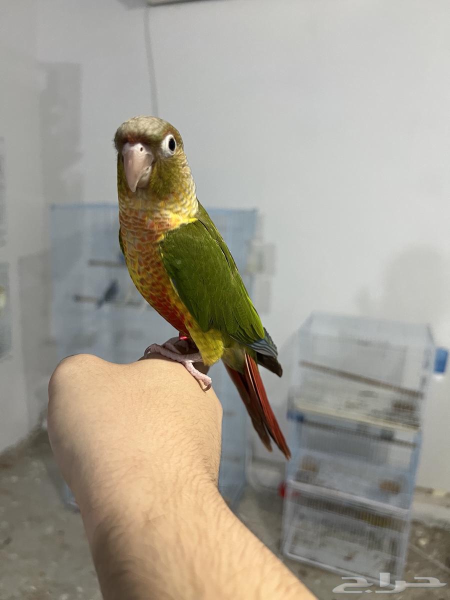 كنيور اليف وهدد-تم البيع64511015267073114