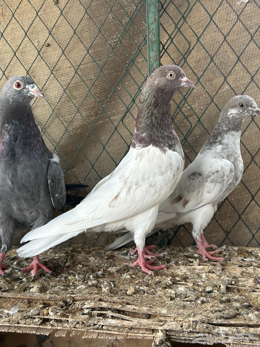 للبيع حمام بكستاني تيدي فواخر مستويات قويه64514169129730114