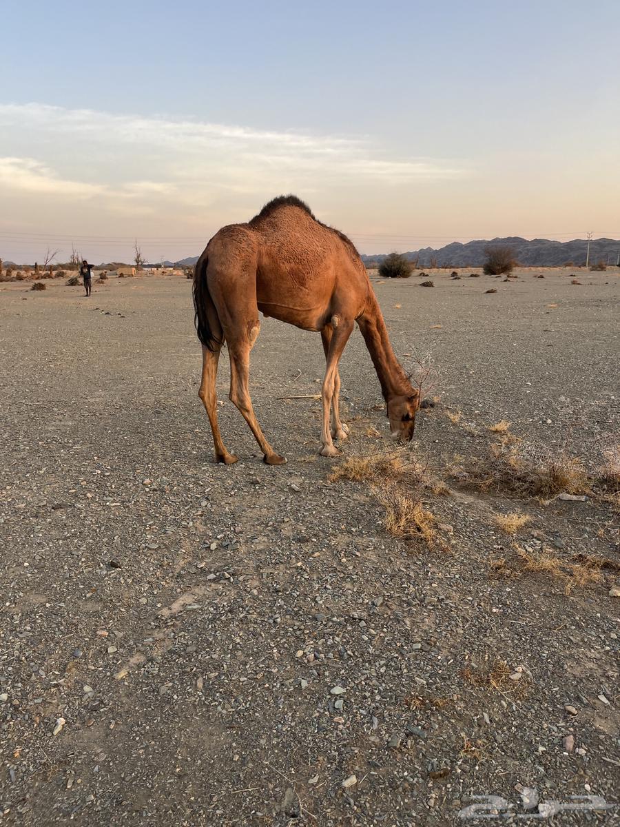 للبيع بكره64517348035202111