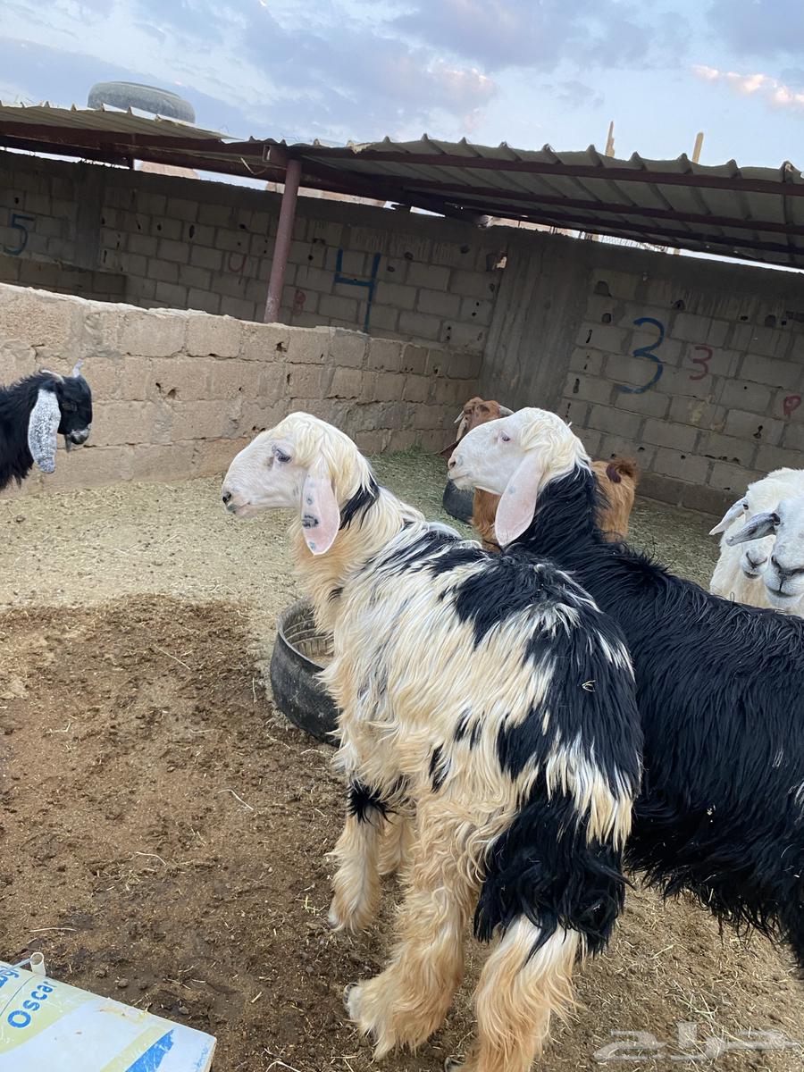 تيوس وخرفان للبيع64516310895491111