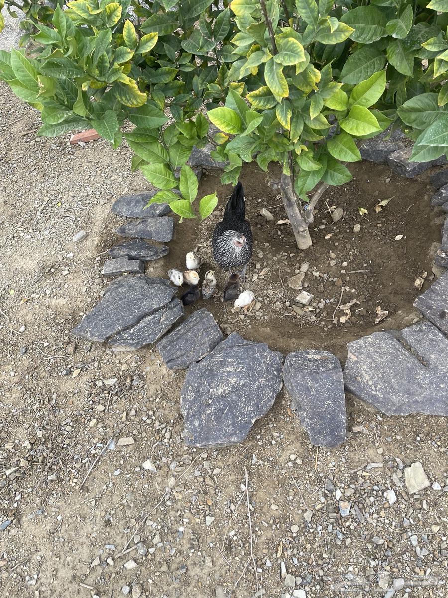 دجاج للبيع64515304987138110