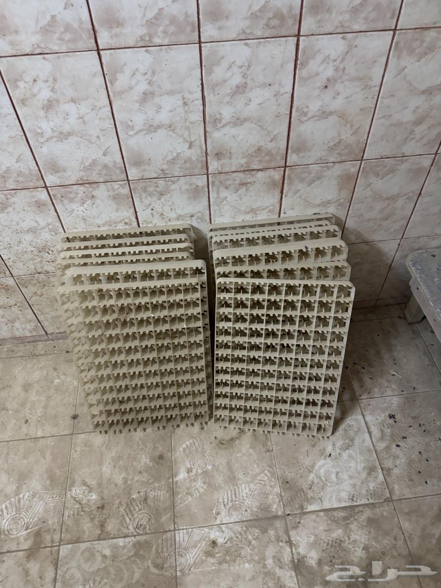 فقاستين للبيع64516225806209114