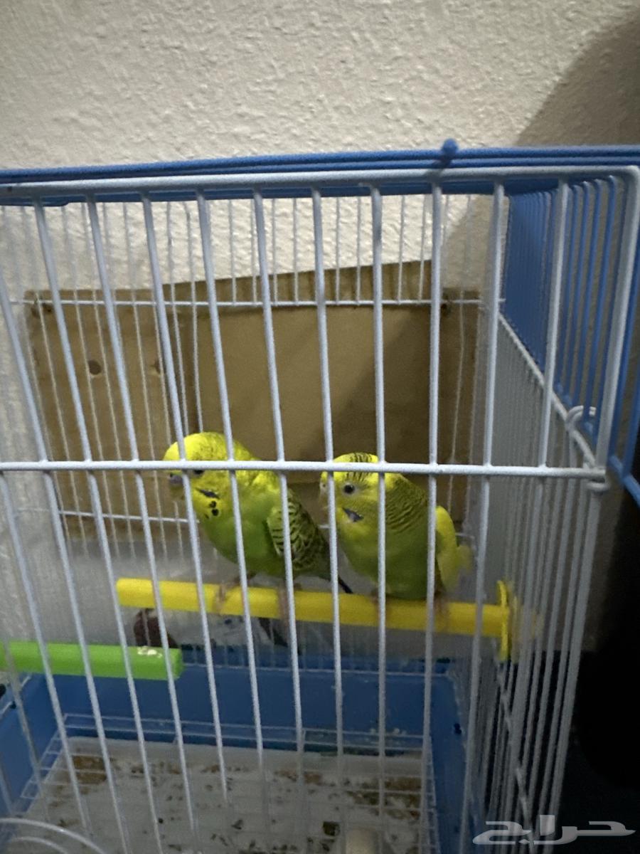 Tayor Yazji64513631898627110