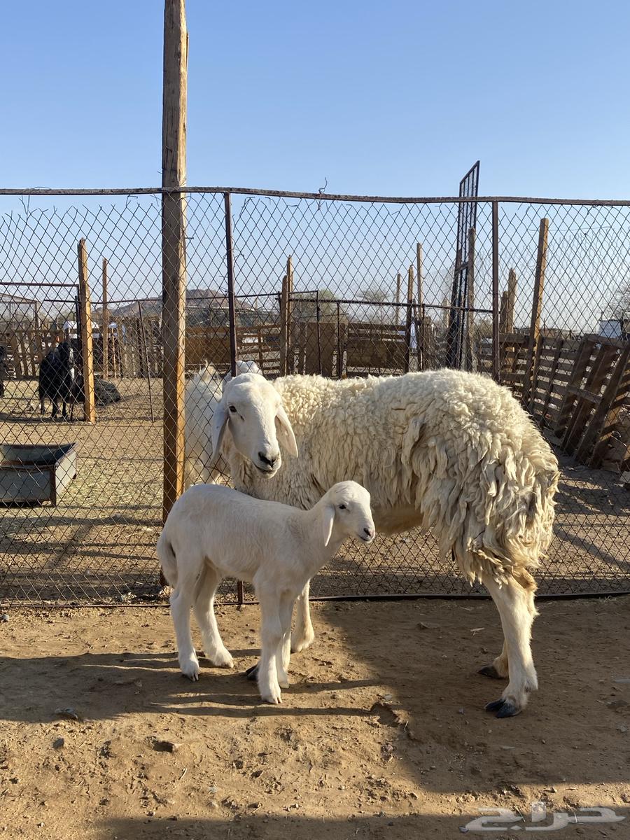 نعجة حبصية جرم والد(تم البيع)64515626022401114