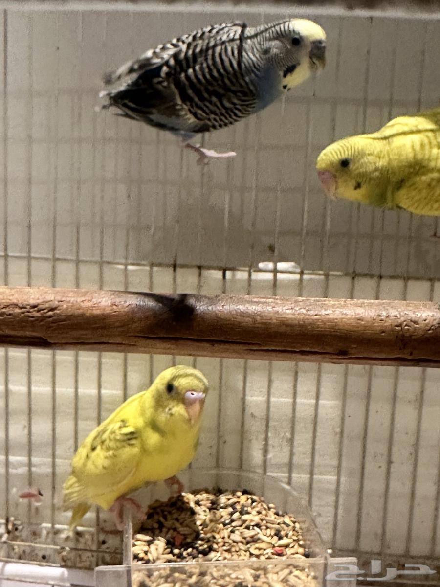 طيور الحب64516396213122113