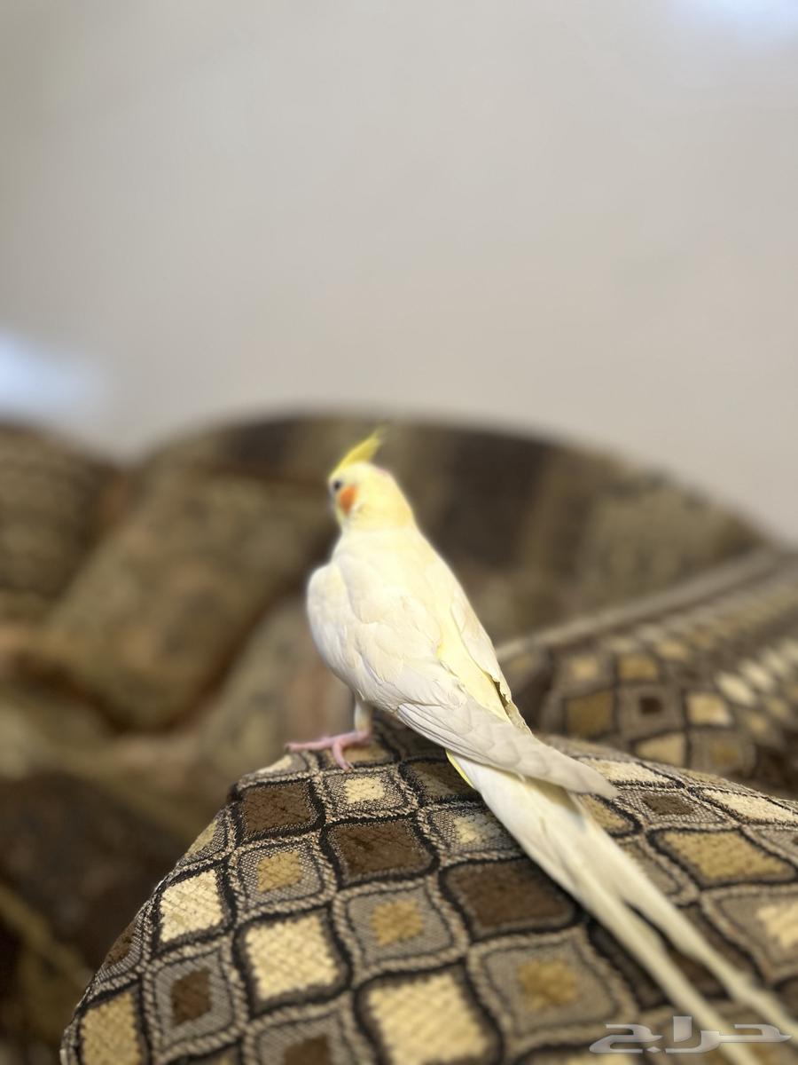 Very tame lutino crow parrot, trainable, beginning to talk and sing64515416985857112